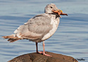 Larus glaucescens